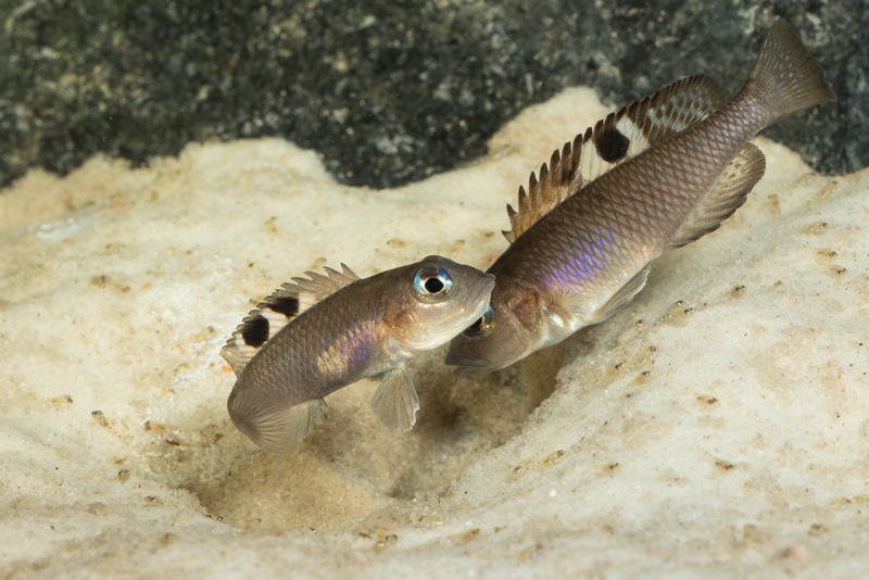 Lamprologus kungweensis 'Burton Bay'